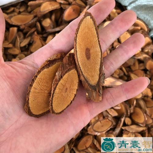 中药材扫地风图片
