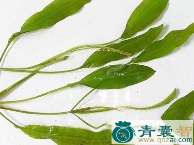 中药材扭子菜图片