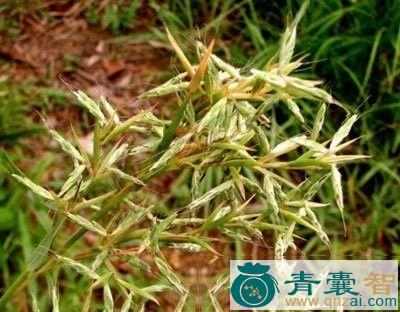 中药材扭鞘香茅图片