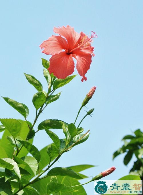 中药材扶桑花图片