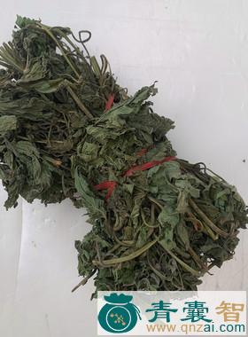 中药材扶秧图片