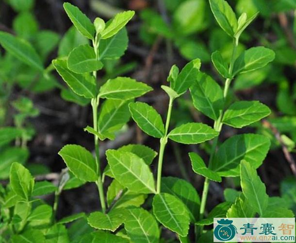 扶芳木的性味归经以及功效用法-青囊智