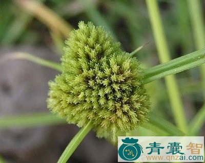 中药材护心草图片
