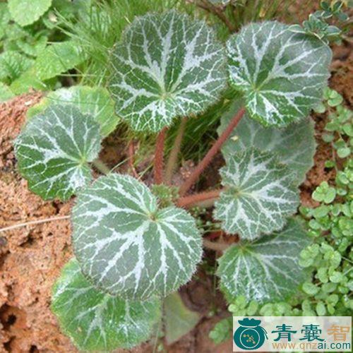 中药材护耳草图片