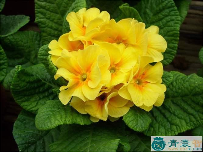 中药材报春花花图片