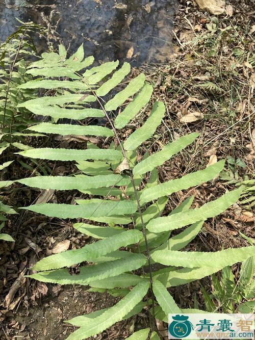 中药材披针新月蕨图片