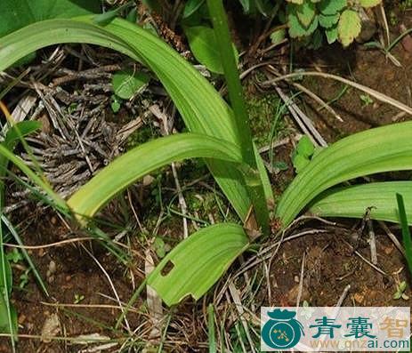 披麻草的性状性味归经以及功效用法和注意事项-青囊智
