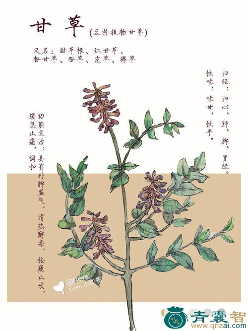 中药材抱君子图片