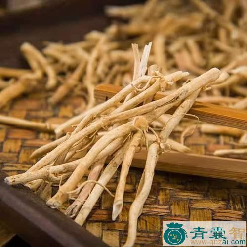 中药材抱茎白前图片