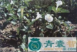 中药材押不芦图片