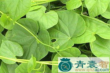 中药材抽筋藤图片