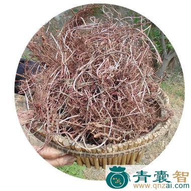 中药材拉拉秧子根图片
