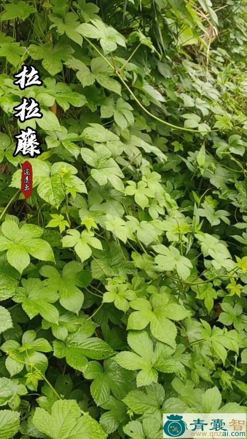 中药材拉拉藤图片
