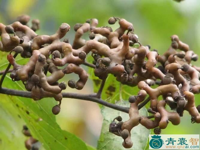 中药材拐仔草图片