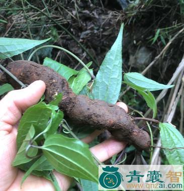中药材拐子草图片