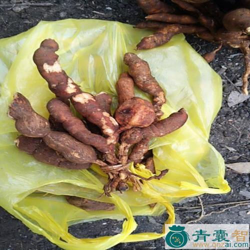拐子药的性状性味归经以及功效用法-青囊智