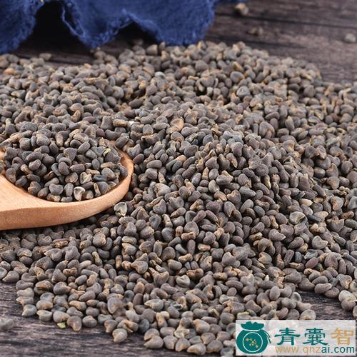 中药材拒冬子图片