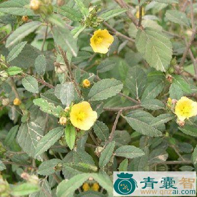 中药材拔毒散图片
