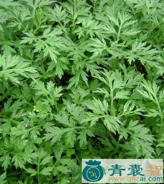 中药材拔腋草图片