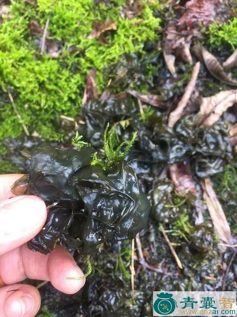 中药材拖地莲图片