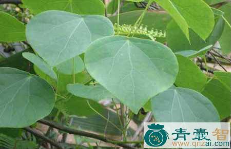 中药材招豆藤图片