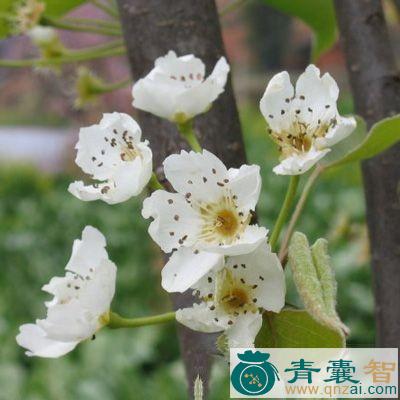 中药材拟进里香图片