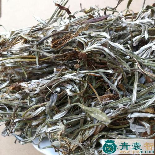 中药材拦地青图片