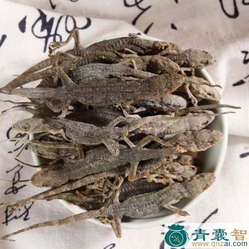 拦路虎的性状性味归经以及功效用法-青囊智