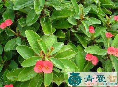 拿虎的性味归经以及功效用法-青囊智