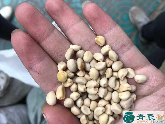 中药材挂拉豆图片