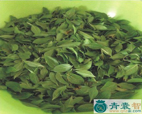 中药材指甲叶图片