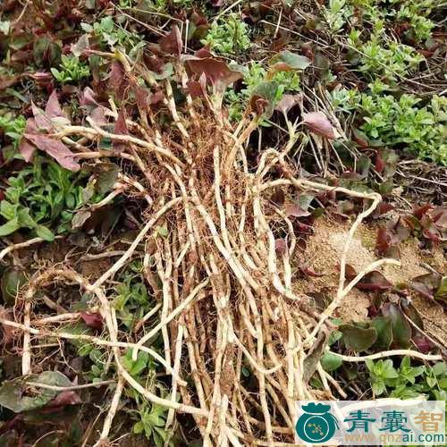 中药材挖耳草根图片