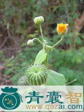 中药材挨砻地堵图片