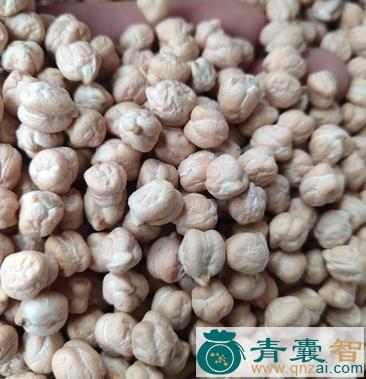 捉嘴豆子的性状性味归经以及功效用法和注意事项-青囊智