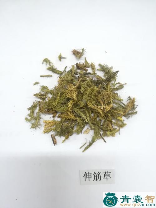 中药材捞子筋图片