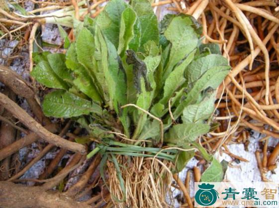 中药材换肺散图片
