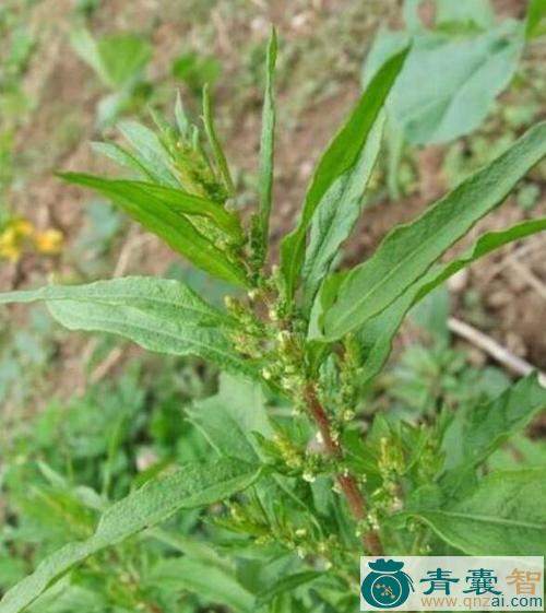 中药材掇鼻草图片