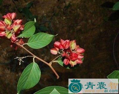 中药材掉毛草图片