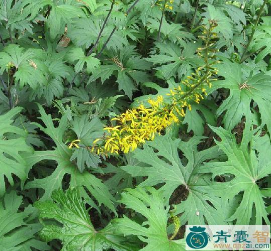 中药材掌裂蟹甲草图片