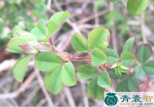 中药材掐不齐图片