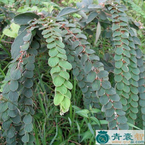 中药材排钱草图片