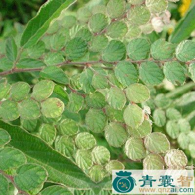 中药材排钱草根图片