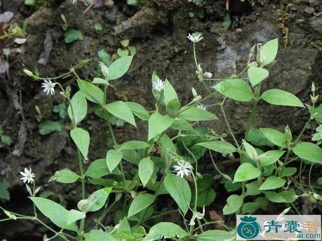 接管草的性状性味归经以及功效用法-青囊智