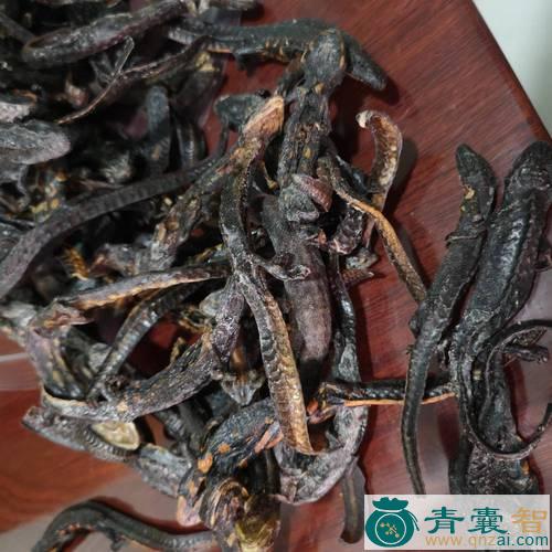 中药材接骨丹图片