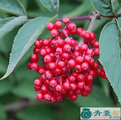 中药材接骨丹花图片