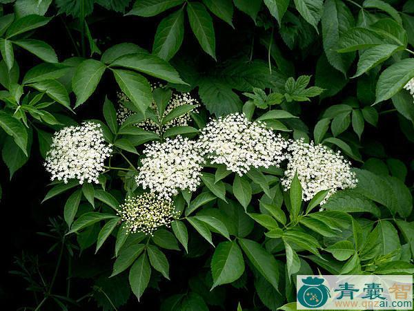 接骨木花的性味归经以及功效用法-青囊智
