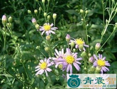 中药材接骨紫菀图片