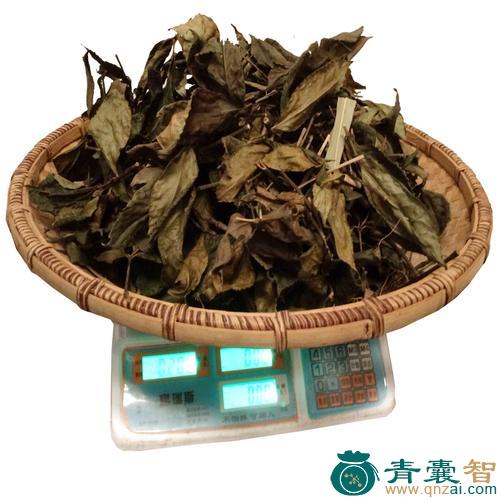 中药材接骨茶图片