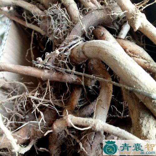 接骨草根的性味归经以及功效用法-青囊智
