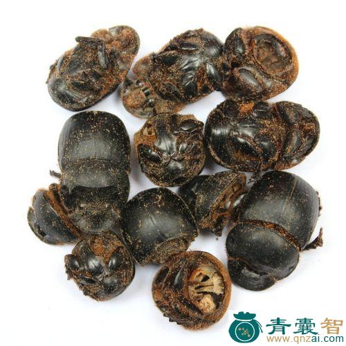 中药材推屎爬图片